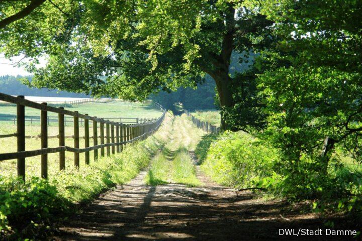 Feldweg mit Bäumen und Wiesen im Bexaddetal