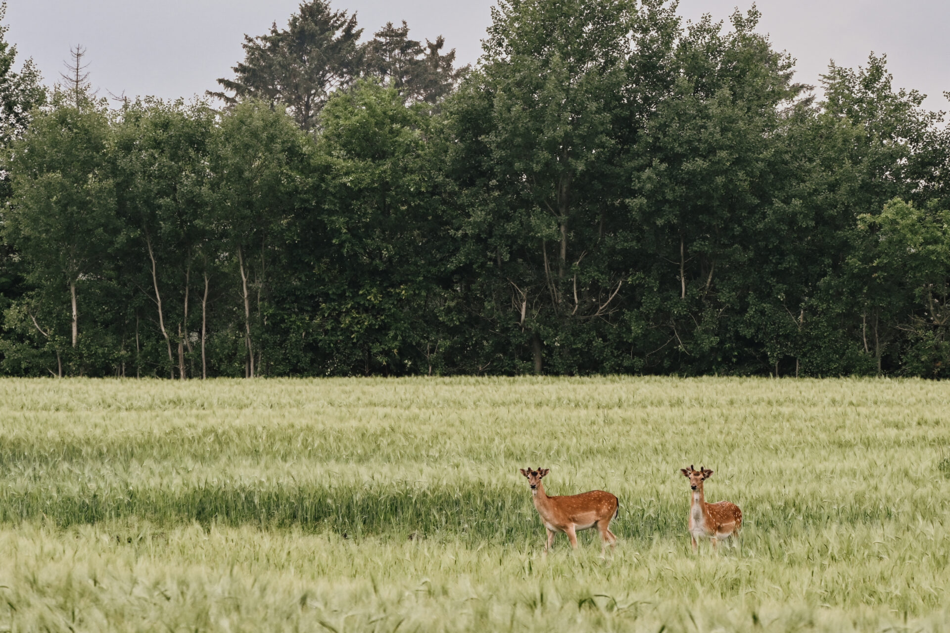 Zwei Rehe auf einem Feld