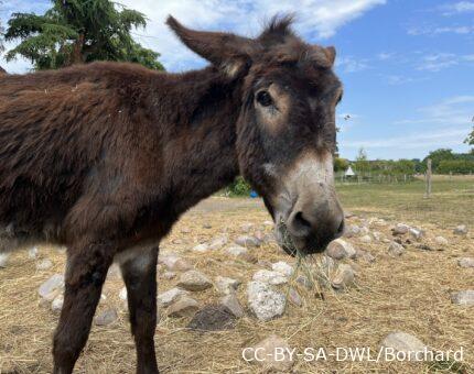 Esel von der Eselei Woltringhausen