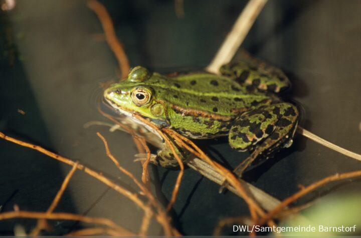 Grüner Frosch im Wasser