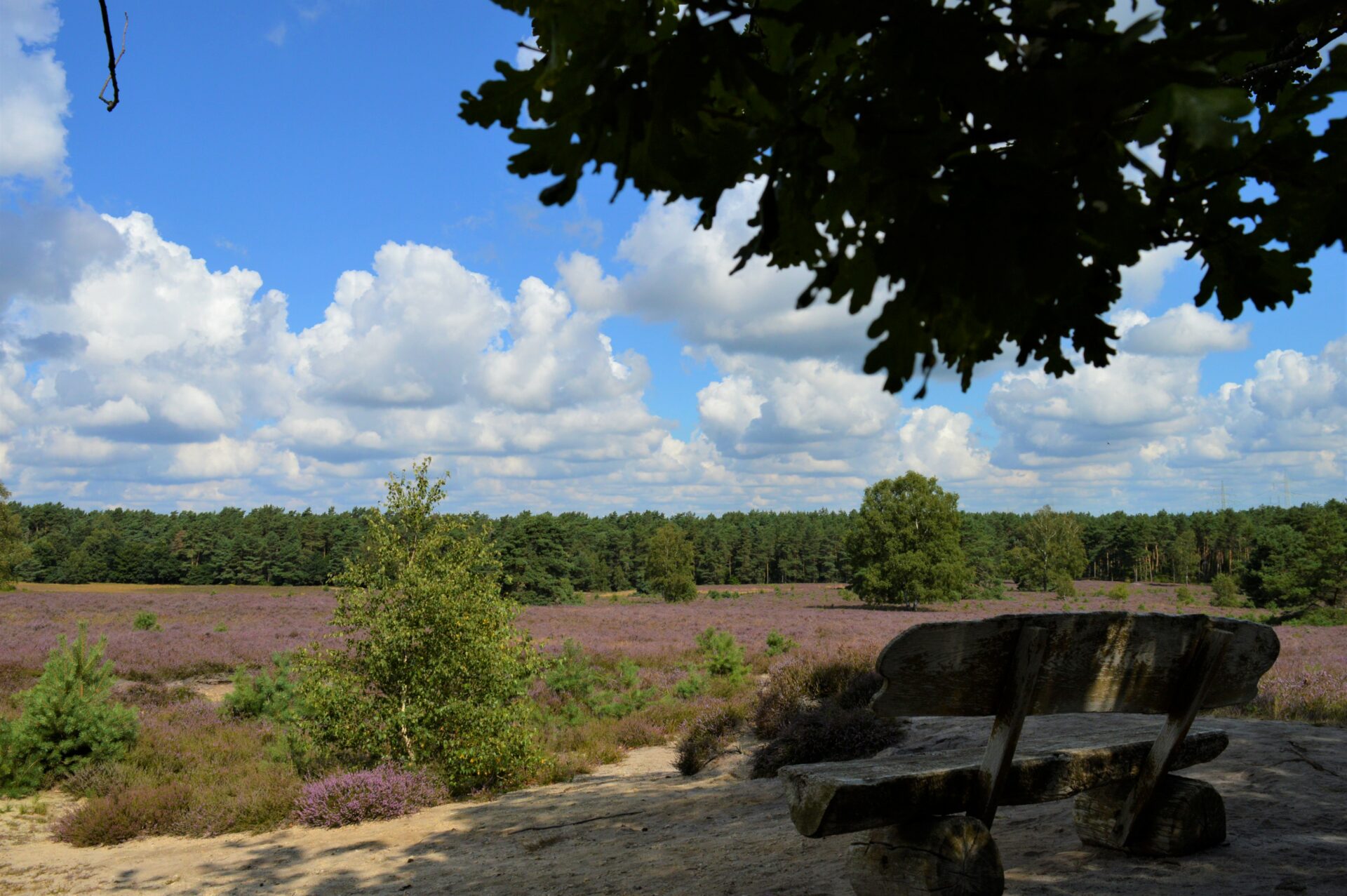 Heideblüte in der Kirchdorfer Heide