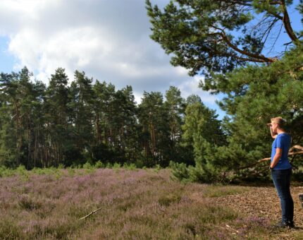 Ein junger Mann steht in der Kirchdorfer Heide und schaut auf die blühende Heidelandschaft
