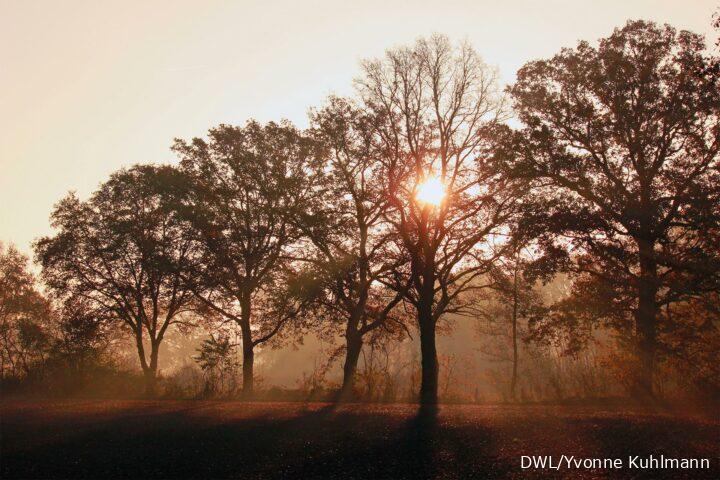 Sonnenaufgang hinter Bäumen im Herbst