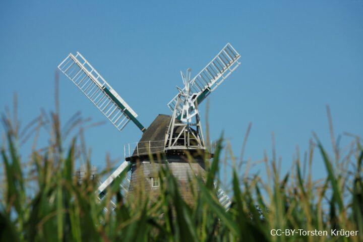 Spitze Windmühle hinter Maisfeld in der Samtgemeinde Schwaförden