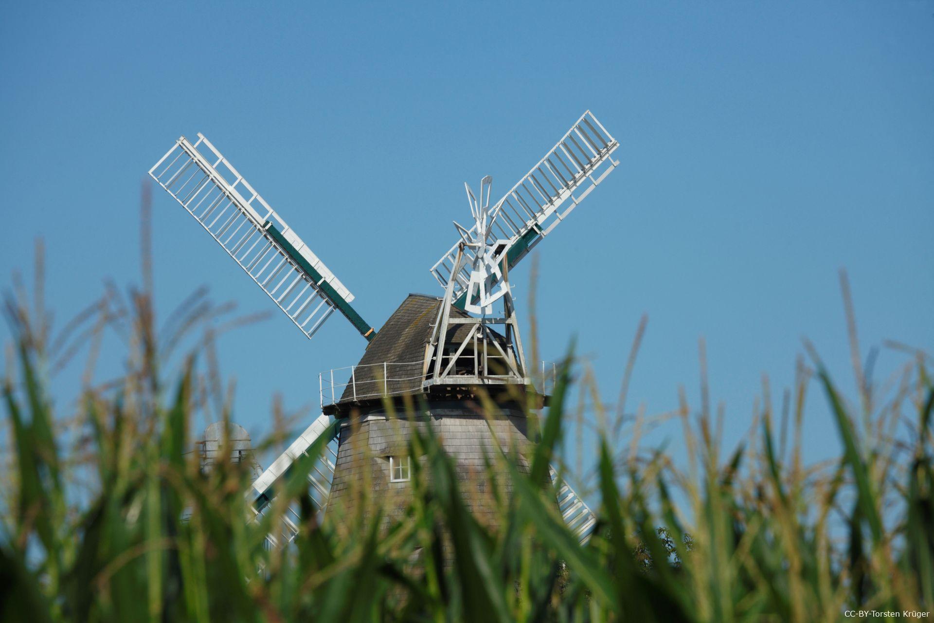 Spitze Windmühle hinter Maisfeld in der Samtgemeinde Schwaförden