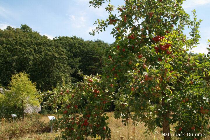 Streuobstwiese auf dem Stemweder Berg