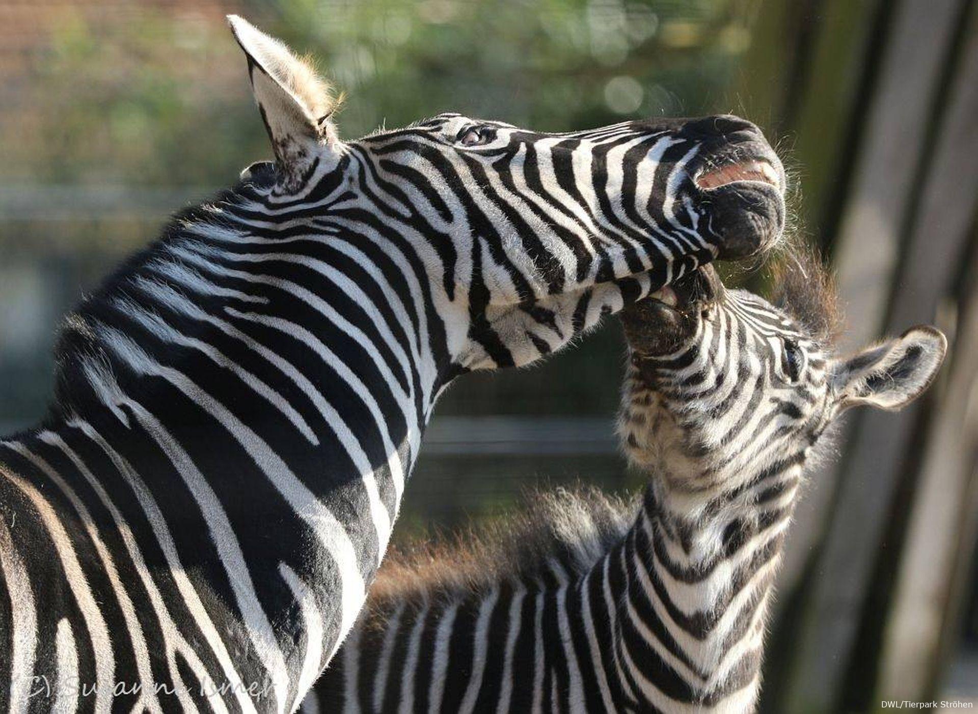 Zwei Zebras aus dem Tierpark Ströhen