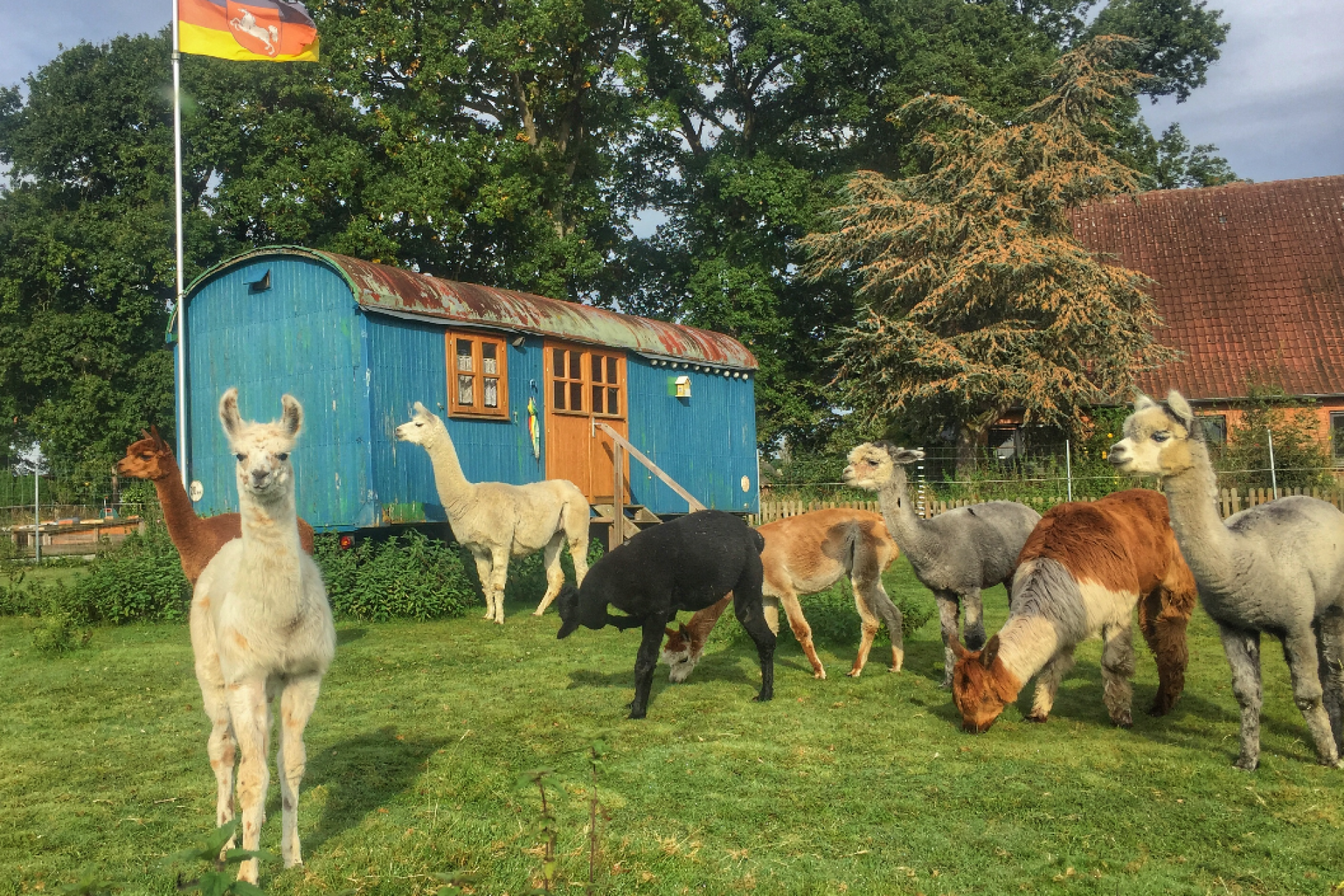 Alpakas stehen auf einer Wiese vor einem alten Zirkuswagen