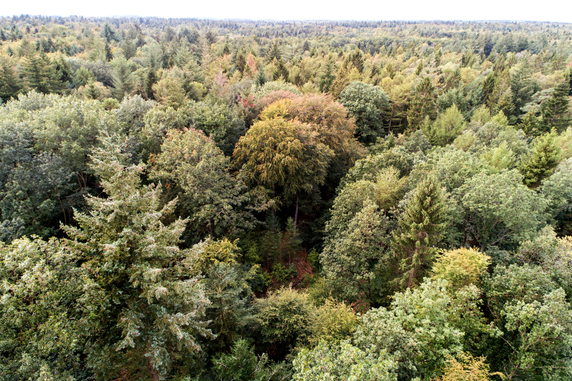 Blick auf einen Wald mit vielen Tannen von oben