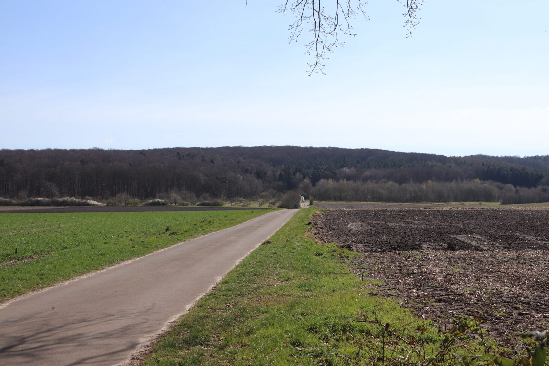 Eine Asphaltstraße mit Gras am Straßenrand führt auf den Stemweder Berg zu