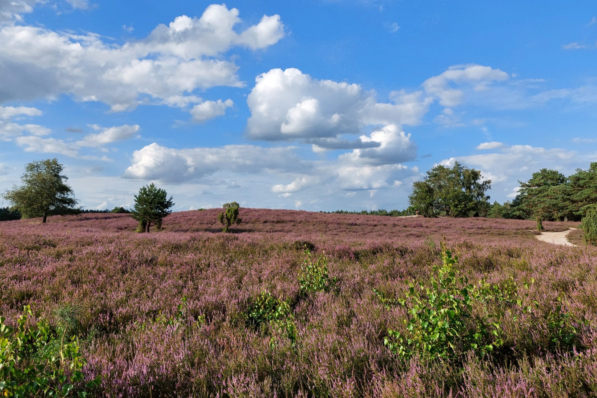 Blick auf die blühende Heidelandschaft bei Sonnenschein