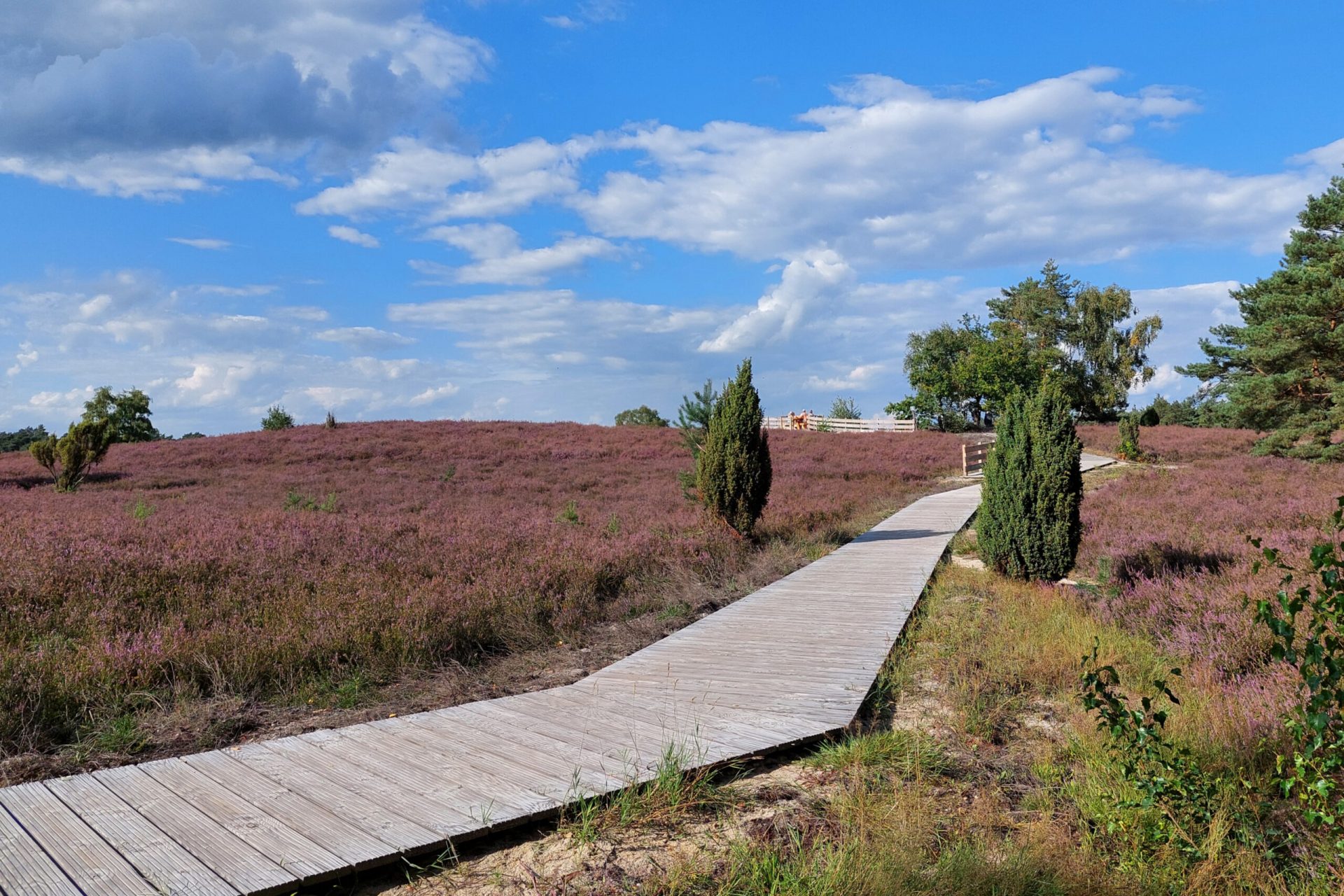 barrierearmer Bohlenweg in der Kirchdorfer Heide mit blühender Heidelandschaft