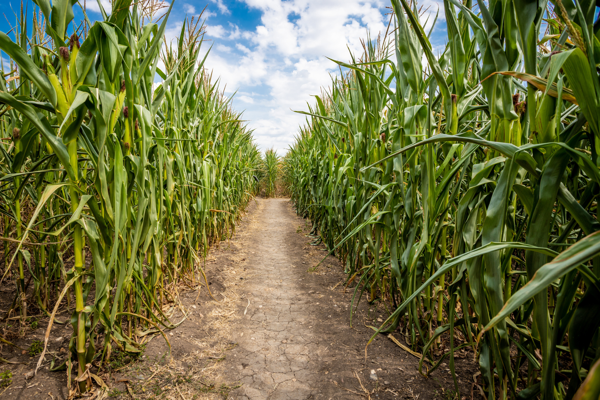 Ein Weg in einem Maislabyrinth