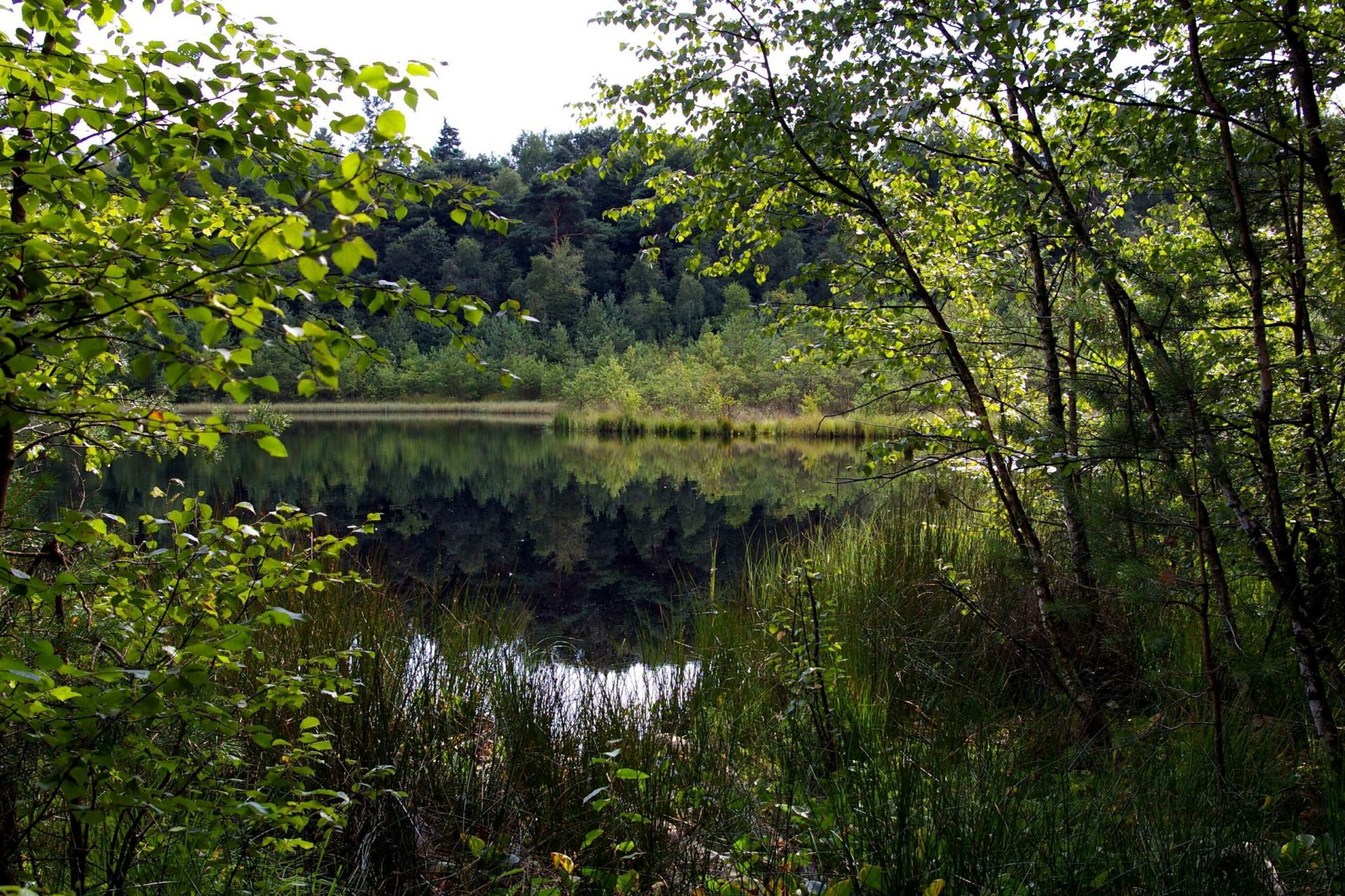 Blick auf einen kleinen See mit grünen Bäumen ringsherum.