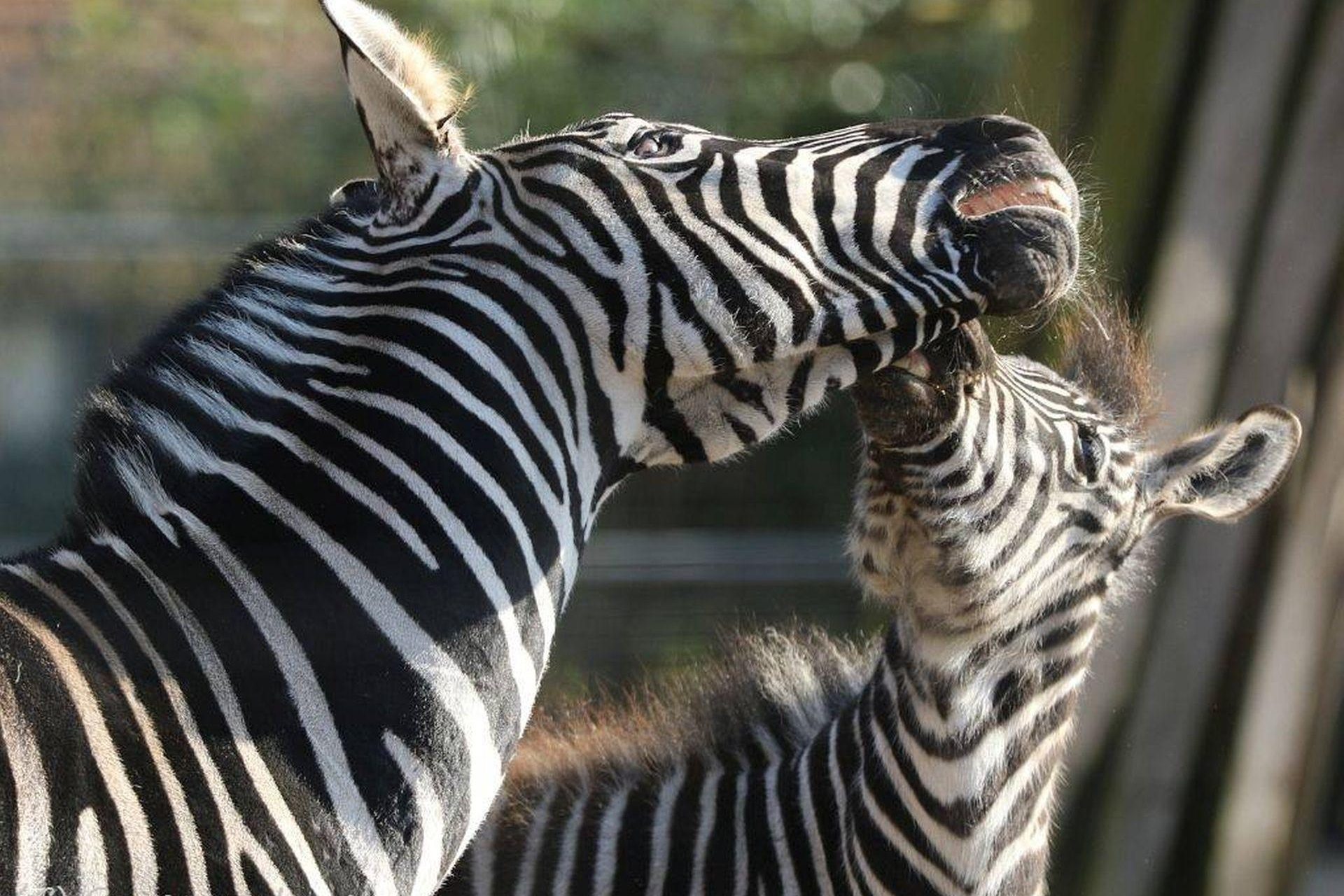 Zwei Zebras aus dem Tierpark Ströhen